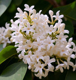 Syringa amurensis japonica (Japanese Tree Lilac)