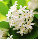 Syringa amurensis japonica (Japanese Tree Lilac)