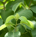 Syringa amurensis japonica (Japanese Tree Lilac)