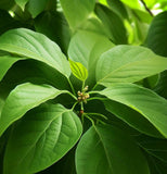 Syringa amurensis japonica (Japanese Tree Lilac)