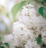 Syringa amurensis japonica (Japanese Tree Lilac)