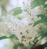 Syringa amurensis japonica (Japanese Tree Lilac)