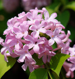 Syringa josikaea (Hungarian Lilac)