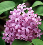 Syringa josikaea (Hungarian Lilac)