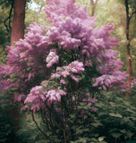 Syringa josikaea (Hungarian Lilac)