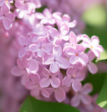 Syringa microphylla (Littleleaf  Lilac)