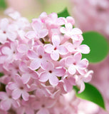 Syringa microphylla (Littleleaf  Lilac)