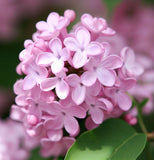 Syringa microphylla (Littleleaf  Lilac)