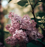 Syringa microphylla (Littleleaf  Lilac)