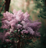 Syringa microphylla (Littleleaf  Lilac)