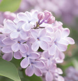 Syringa oblata	(Korean Lilac, Early Lilac, Early Blooming Lilac, Broadleaf Lilac)