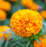 TAGETES erecta 'Crackerjack' (African Marigold - Crackerjack)