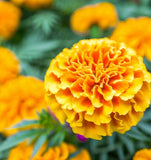 TAGETES erecta 'Crackerjack' (African Marigold - Crackerjack)