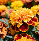 TAGETES patula 'Petite Mix' (French Marigold - Petite Mix)