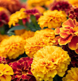 TAGETES patula 'Petite Mix' (French Marigold - Petite Mix)