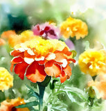 TAGETES patula 'Petite Mix' (French Marigold - Petite Mix)