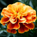 TAGETES patula 'Naughty Marietta' (French Marigold, Single - Naughty Marietta)
