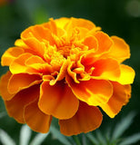 TAGETES patula 'Naughty Marietta' (French Marigold, Single - Naughty Marietta)