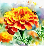 TAGETES patula 'Naughty Marietta' (French Marigold, Single - Naughty Marietta)