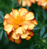 TAGETES patula 'Dainty Marietta' (French Marigold, Single - Dainty Marietta)