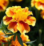 TAGETES patula 'Dainty Marietta' (French Marigold, Single - Dainty Marietta)