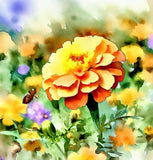 TAGETES patula 'Dainty Marietta' (French Marigold, Single - Dainty Marietta)