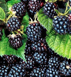Triple Crown Blackberry Plants (Plug Plants) Thornless (Late-season Variety)