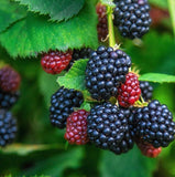 Triple Crown Blackberry Plants (Plug Plants) Thornless (Late-season Variety)