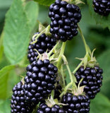 Caddo Blackberry Plants (Plug Plants) Thornless (Early-season Variety)