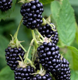 Triple Crown Blackberry Plants (Plug Plants) Thornless (Late-season Variety)