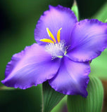 TRADESCANTIA ohiensis (Ohio Spiderwort)