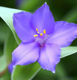 TRADESCANTIA ohiensis (Ohio Spiderwort)