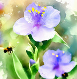 TRADESCANTIA ohiensis (Ohio Spiderwort)