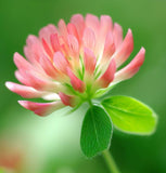 TRIFOLIUM fragiferum (Strawberry Clover)