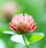 TRIFOLIUM fragiferum (Strawberry Clover)