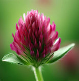 TRIFOLIUM incarnatum (Crimson Clover) - RAW