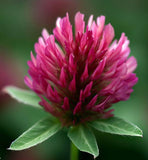 TRIFOLIUM incarnatum (Crimson Clover) - RAW