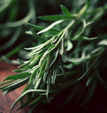 Tarragon, Russian (Artemisia dracunculus compositae)