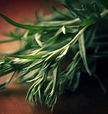 Tarragon, Russian (Artemisia dracunculus compositae)