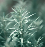 Tarragon, Russian (Artemisia dracunculus compositae)