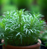 Tarragon, Russian (Artemisia dracunculus compositae)