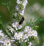 Tarragon, Russian (Artemisia dracunculus compositae)