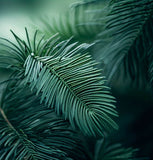 Taxodium distichum Southern (Bald Cypress)