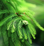 Taxodium distichum imbricatum (Pond Cypress)