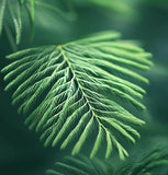 Taxodium distichum imbricatum (Pond Cypress)