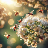 Tetradium daniellii (Bee-bee Tree)