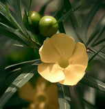 Thevetia nereifolia (Yellow Oleander Thevetia peruviana)