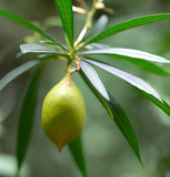 Thevetia nereifolia (Yellow Oleander Thevetia peruviana)