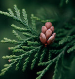 Thuja occidentalis (American Arborvitae, Eastern Arborvitae, White Cedar, Arborvitae)