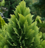 Thuja occidentalis (American Arborvitae, Eastern Arborvitae, White Cedar, Arborvitae)